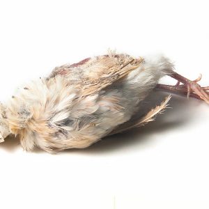 Spaanse kwartel ex-layer diepvriesvoeding